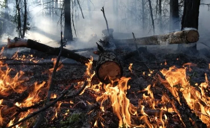 Природный пожар на площади около 50 га тушат под Саратовом