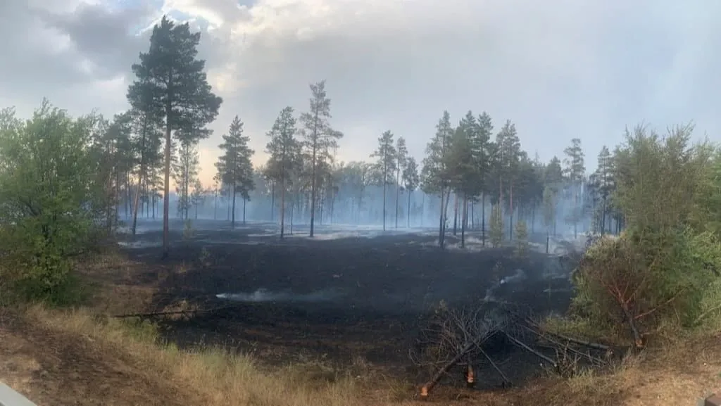 Площадь, пройденная огнем, в самарском нацпарке "Бузулукский бор" достигла 700 га