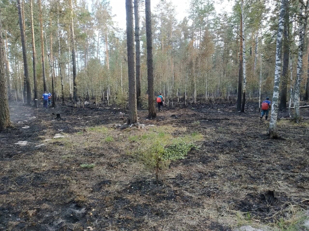 Лесные пожары в Марий Эл 2021