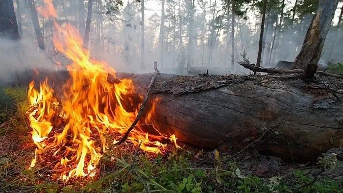 Природные пожары с начала марта охватили в Приамурье более 3 тыс. га - прокуратура