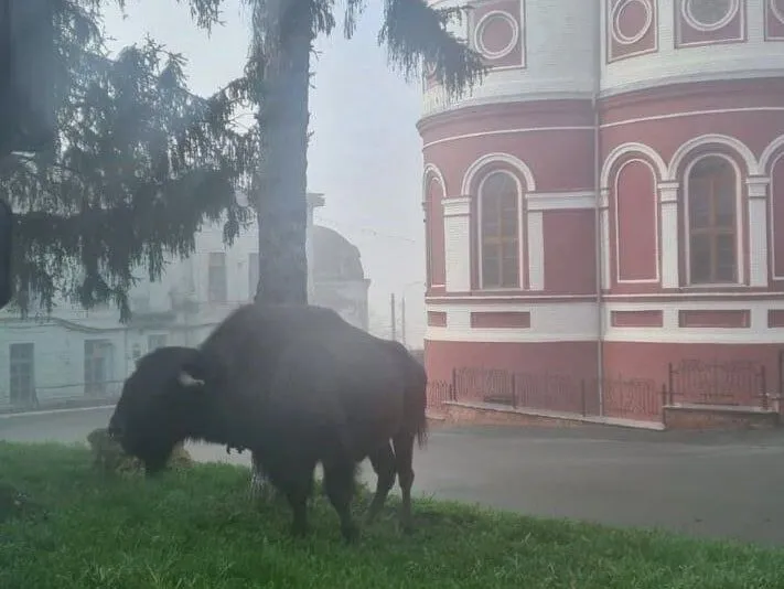 Сбежавшего из курского цирка бизона нашли около церкви