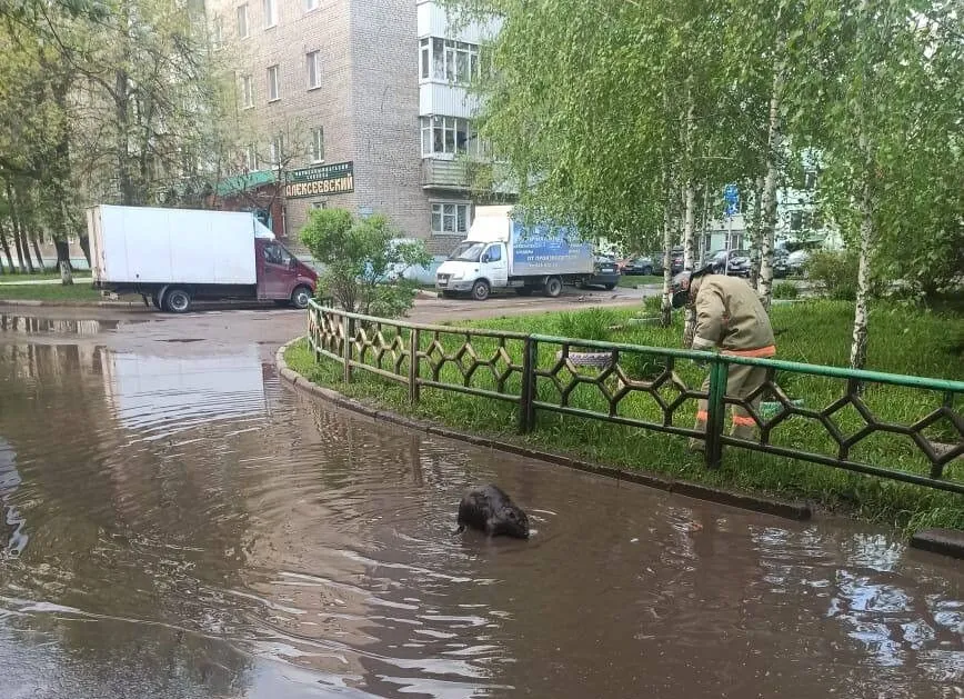 Уфимские спасатели выловили бобра, плескавшегося в луже во дворе дома