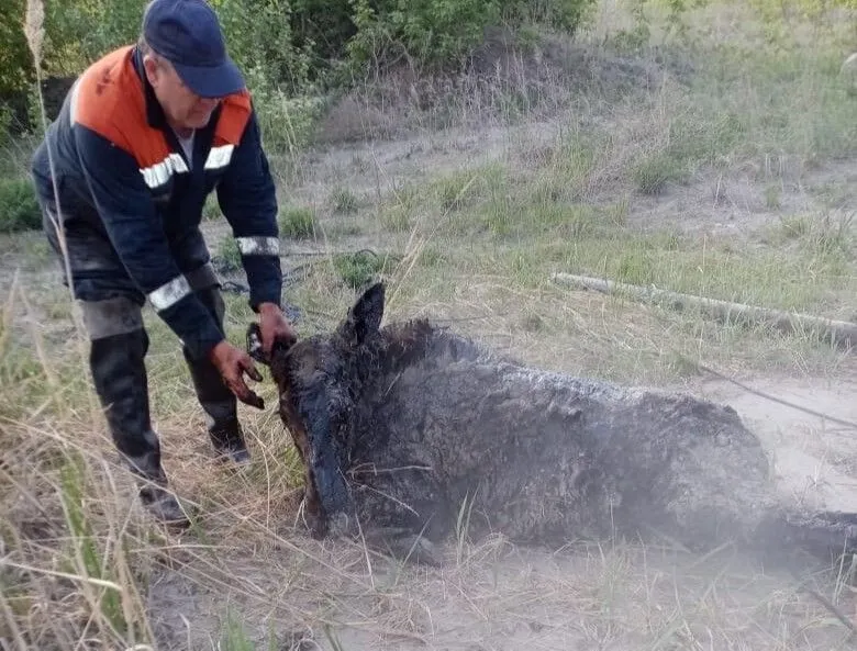 Лосиха упала в яму с мазутом недалеко от кузбасского цементного завода