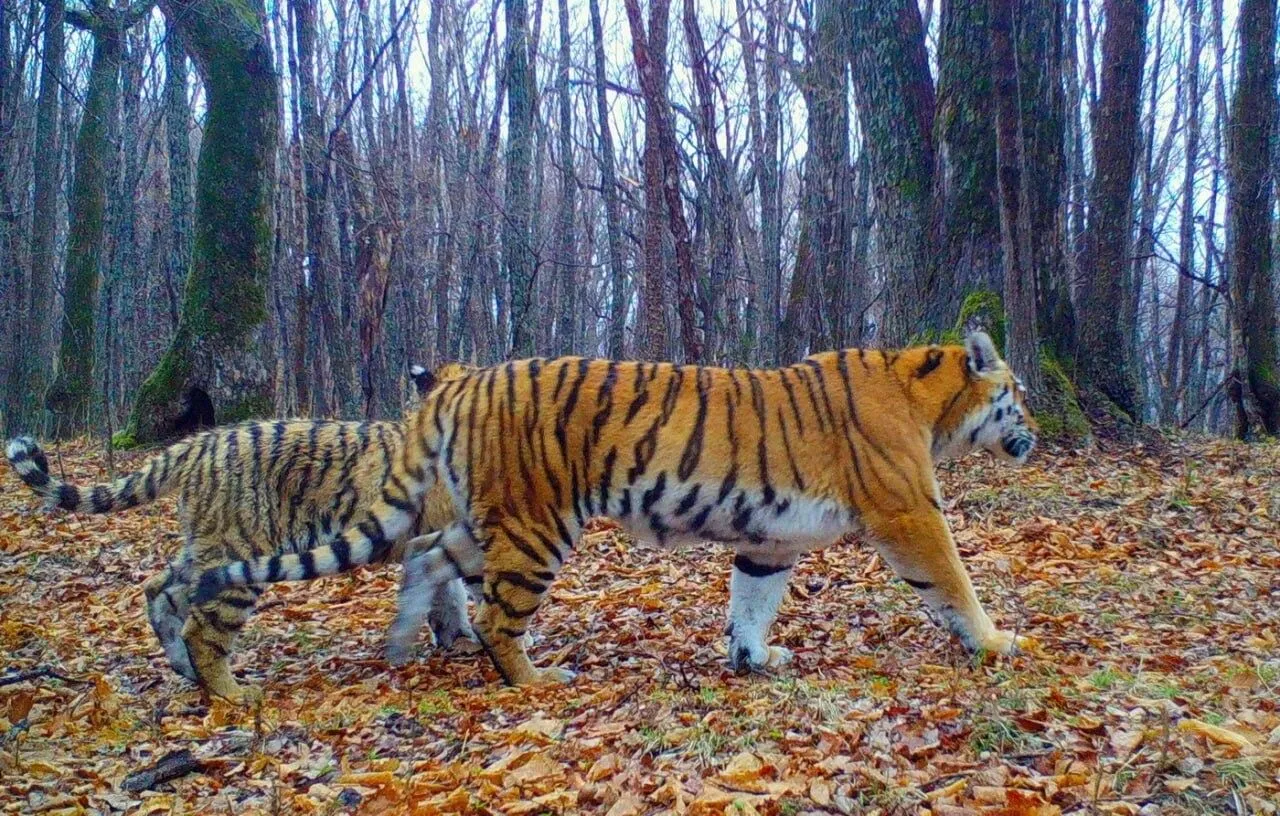 Прославившаяся после победы в международном фотоконкурсе приморская тигрица принесла потомство