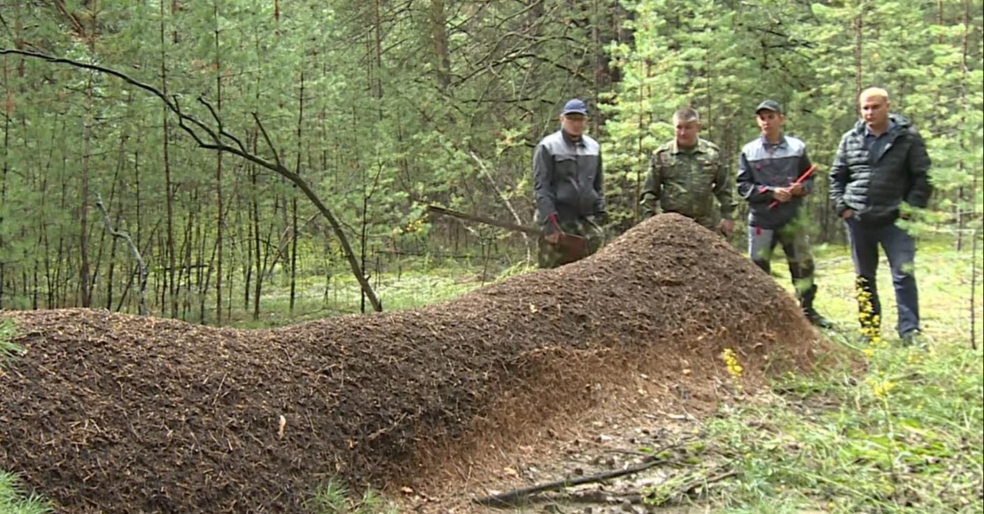 Десятиметровый муравейник обнаружили в лесу в Алтайском крае - Сибирь ||  Интерфакс Россия