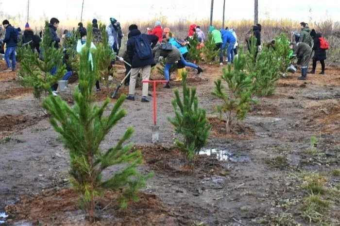 Восстановить после рубок и пожаров