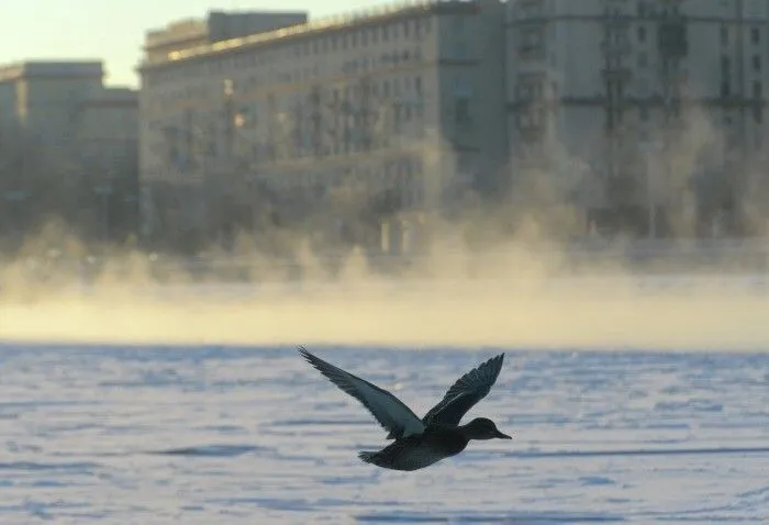 Самая холодная ночь осени зафиксирована в Москве