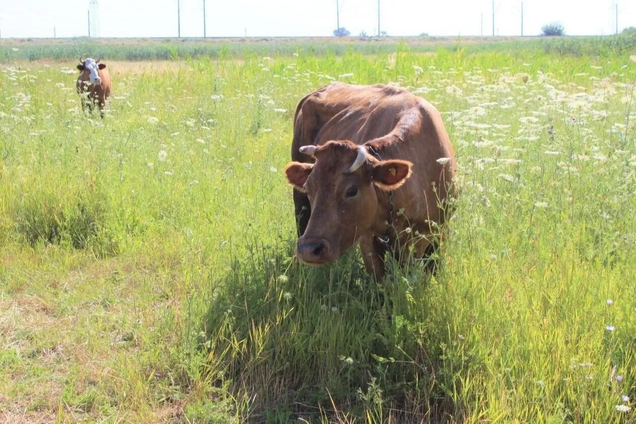 Производство сельхозпродукции в Ростовской области за 10 месяцев увеличилось на 5,5%