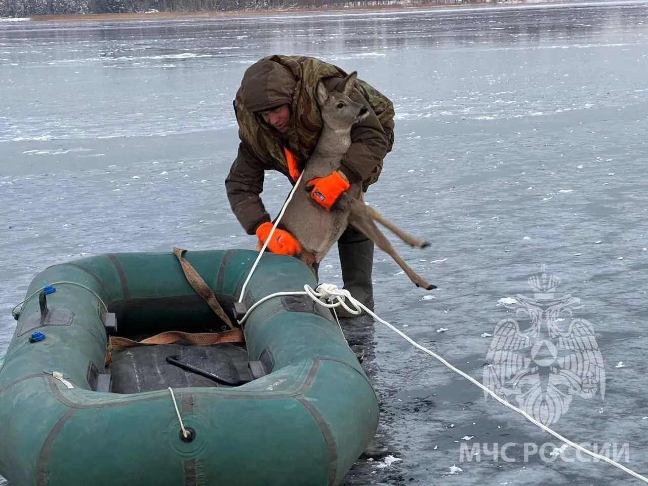 На Валдайском озере спасли краснокнижную косулю