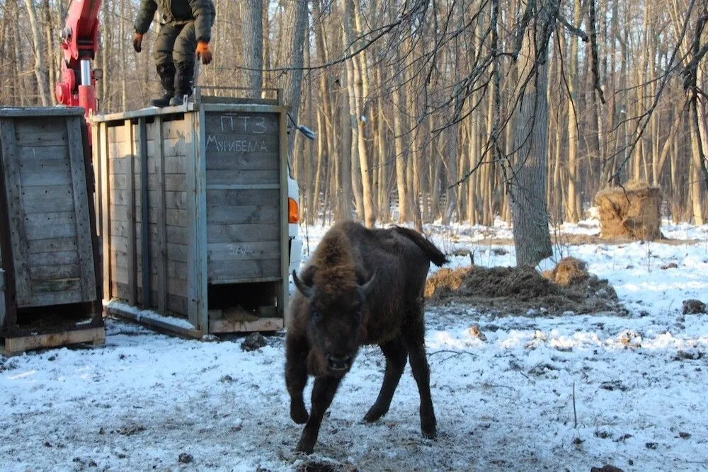 Восемь зубров привезли в мордовский заповедник из Подмосковья