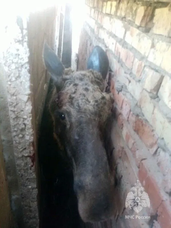 Лось застрял между гаражами в Татарстане после прогулки по крышам