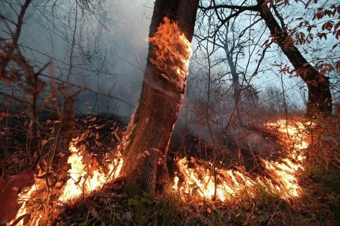 Площадь лесных пожаров в Башкирии в этом году увеличилась почти в три раза