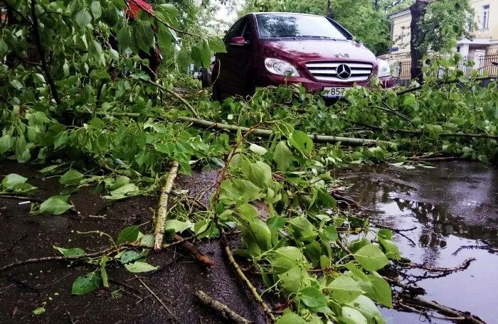 Около 70 деревьев повалено в Москве из-за непогоды, повреждено более полусотни автомобилей