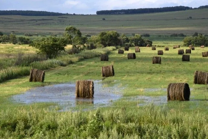 Пострадали посевы