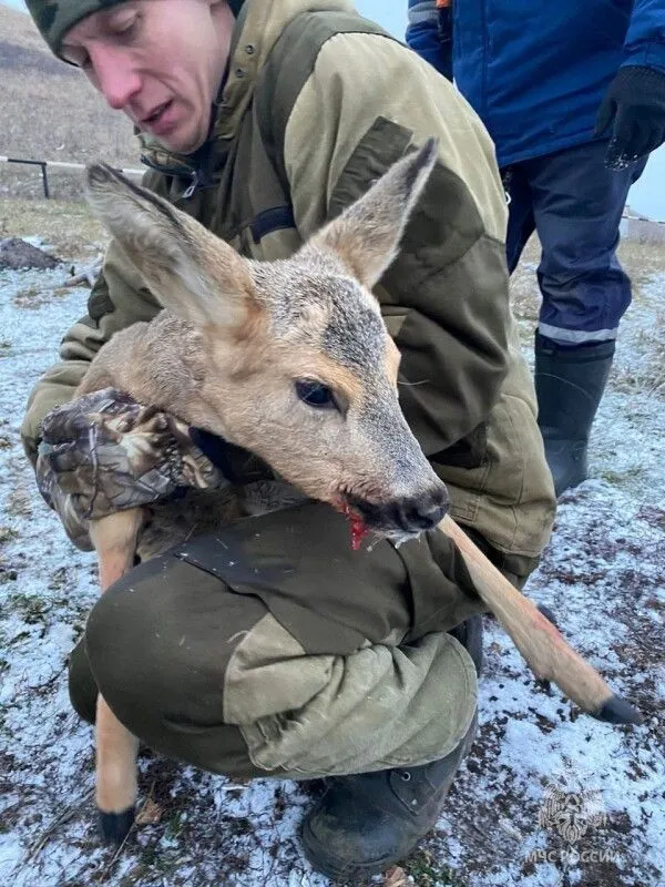 Спасатели сняли со льда косулю в Татарстане