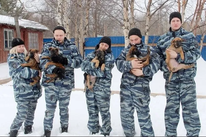 Десять щенков пополнили кинологическую службу полиции Архангельской области