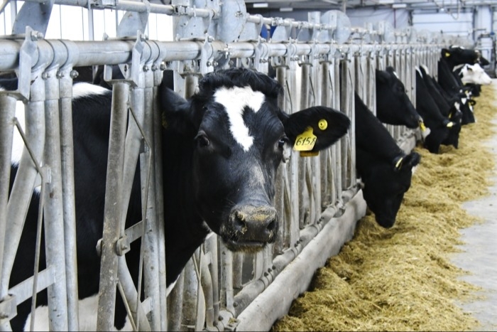 Ростовская область в 2024г увеличит поддержку молочного животноводства в 1,6 раза