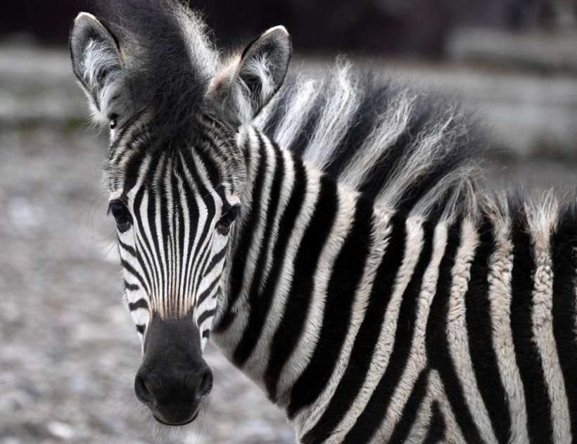 Жеребенок зебры впервые родился в зоопарке Казани