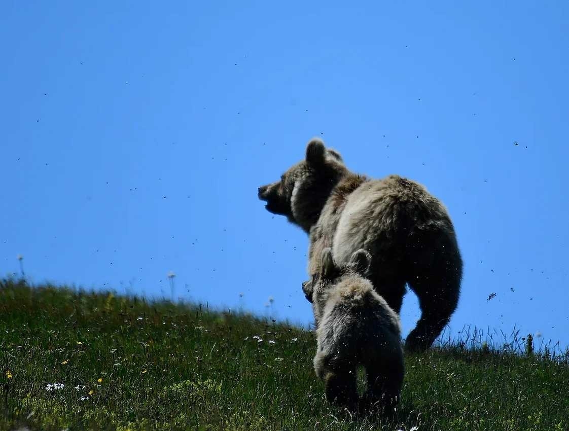 Недельный учет медведей стартовал в лесах Сочи