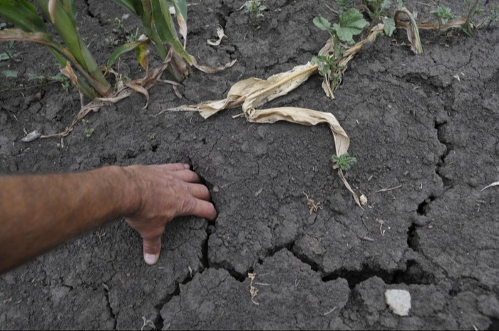 Засуха в южных регионах РФ в большей степени повлияет на урожай зерна, чем майские заморозки