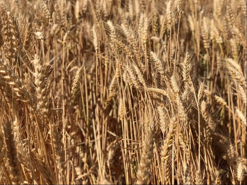 Ростовская область собрала первый миллион тонн зерна, урожайность ниже прошлогодней - власти