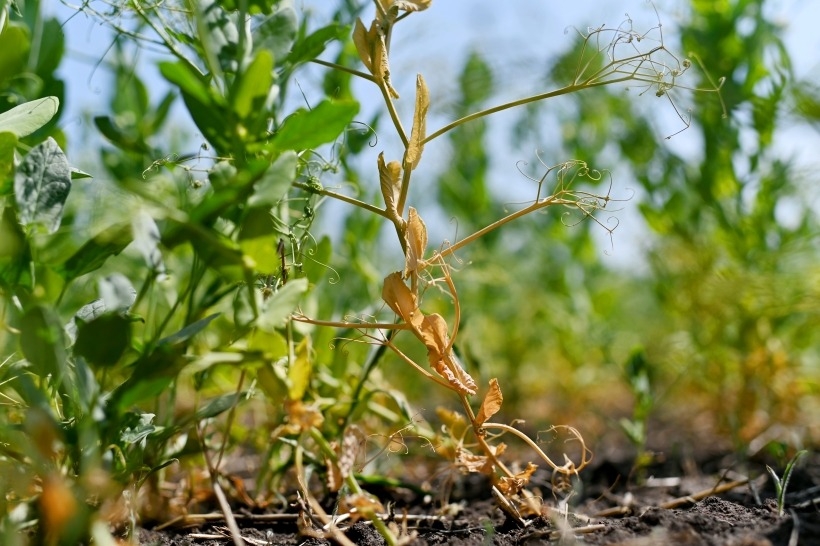 Засуха на юге европейской части РФ представляет угрозу для пропашных сельхозкультур - Гидрометцентр