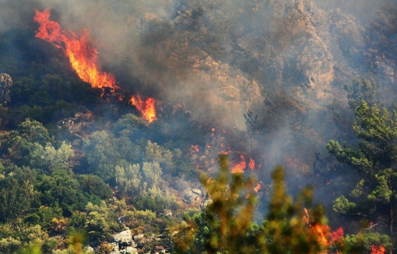 Лесные пожары вспыхнули в 14 провинциях Турции за сутки