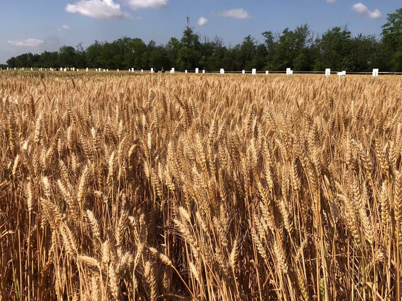 Зерновые Ростовской области из-за заморозков и жары созревают на 20 дней раньше срока - власти