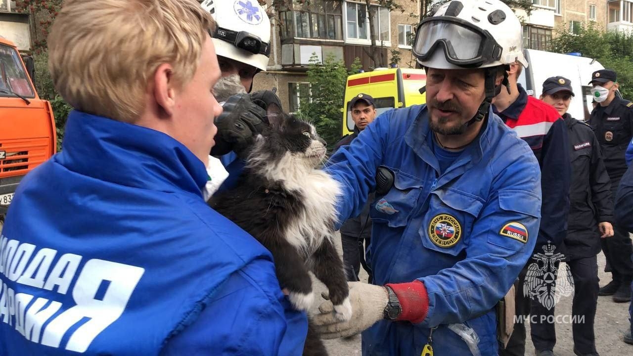 Живого кота достали спасатели из-под завалов в Нижнем Тагиле