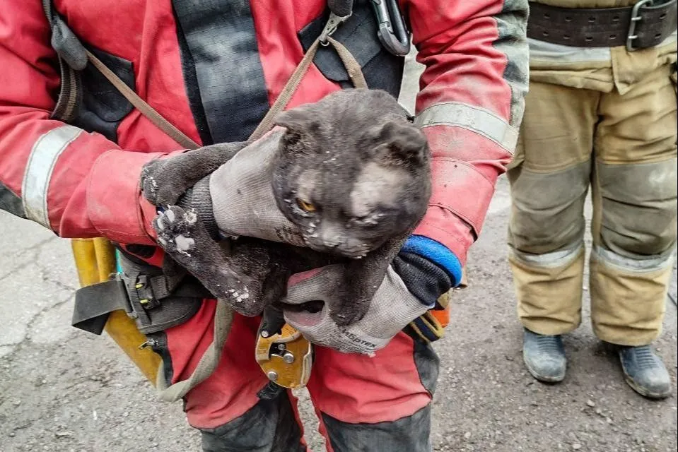 Двух котов спасли из-под завалов дома, разрушенного взрывом газа в Прикамье