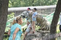 В День тигра в Хабаровске публично кормили хищников