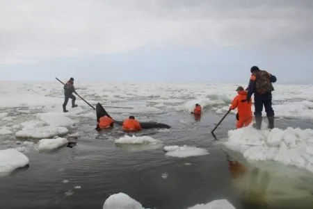 Спасатели переместили косатку, зажатую во льдах возле берега Сахалина, на более глубокое место