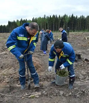 Сотрудники МОЭСК высадили около 20 тыс. саженцев сосны и ели