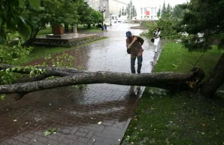 Штормовой ветер повалил уже полсотни деревьев в Петербурге, Ботанический сад закрыт из-за разгула стихии