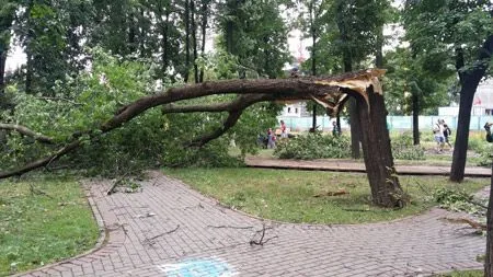 Шесть человек травмированы деревьями, упавшими во время урагана в Омске