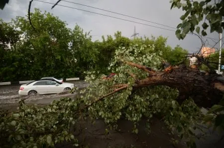 Ураган повалил в Москве более тысячи деревьев, повредил более 120 автомобилей