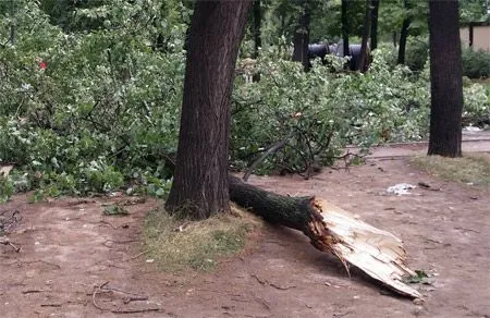 Упавшее из-за сильного ветра дерево помяло четыре машины и оборвало линию наружного освещения в Уфе