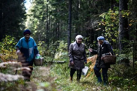 Найдены живыми грибники, три дня назад пропавшие в тайге в Иркутской области