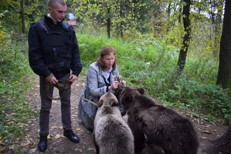 Двух ручных медвежат нашли в парке Зеленограда