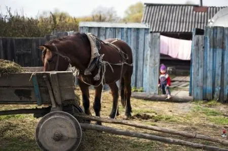 Власти Брянской области намерены сократить число сельских поселений