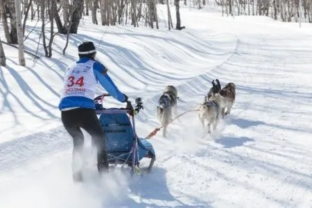 На собаках за миллионами