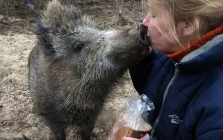 Экологи и энергетики вывезли всех животных из зоны затопления водохранилища Нижне-Бурейской ГЭС