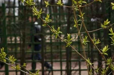 Плохая погода не повлияет на планы по весеннему озеленению Петербурга