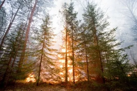 Более 140 га леса пройдено огнем за сутки в Курганской области