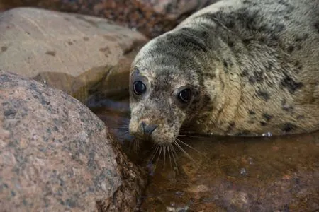 Почти 40 ластоногих погибли на побережье Белого моря