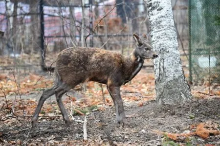 Питомник для разведения кабарги откроют в Республике Алтай