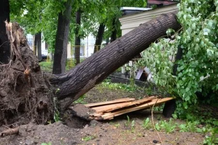 Брянский поселок остался без света из-за упавшего во время грозы дерева