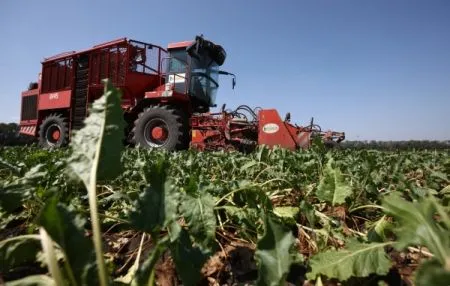 Курская область начала уборку сахарной свеклы