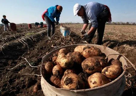 Возможный дефицит картофеля старого урожая может стать причиной роста цен весной 2018 года