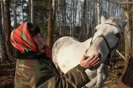 В ивановской Кинешме выявлен очаг лептоспироза лошадей